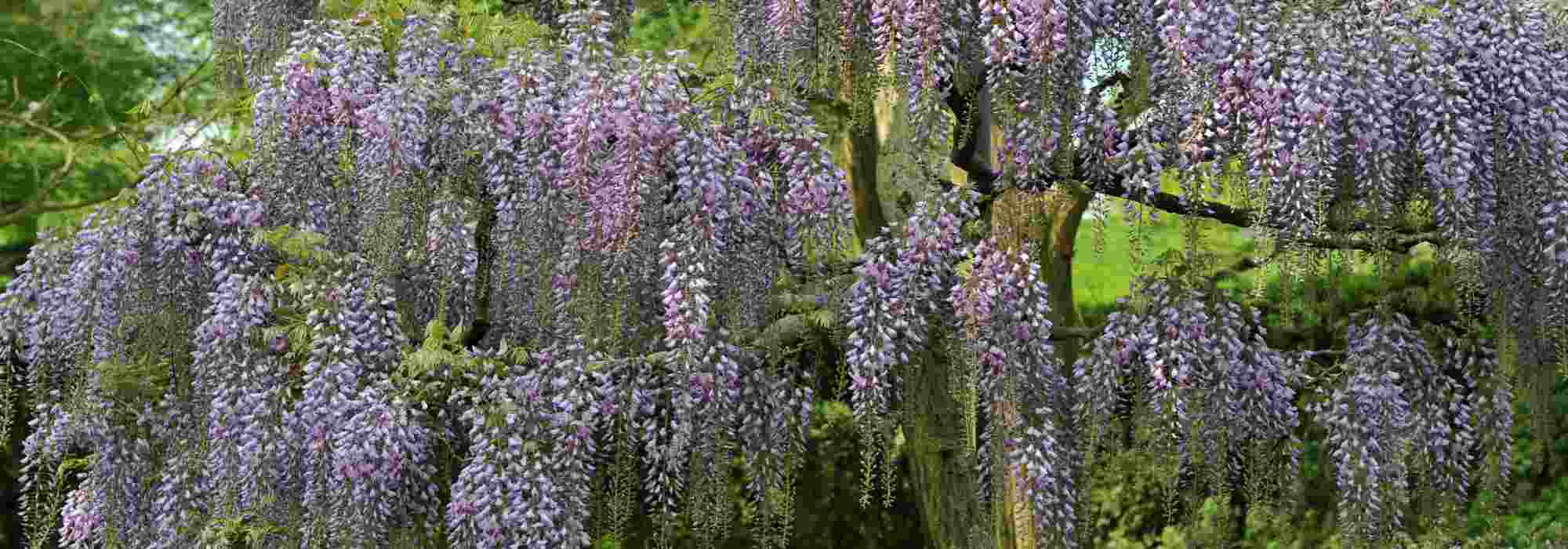 Chinese wisteria or Japanese wisteria: our guide to recognising them