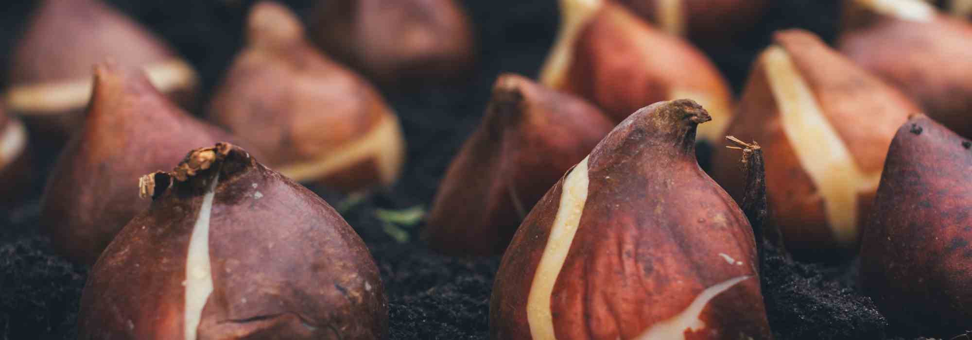 Everything you need to know about the different flower bulbs for successful cultivation.