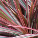 How to pot a Madagascar dragon tree in a pot?