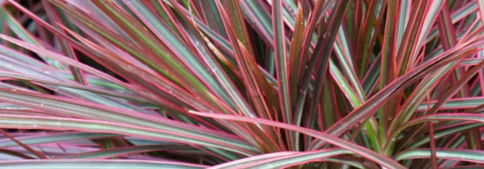 How to pot a Madagascar dragon tree in a pot?