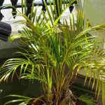 Dypsis, Areca palm: diseases and pests