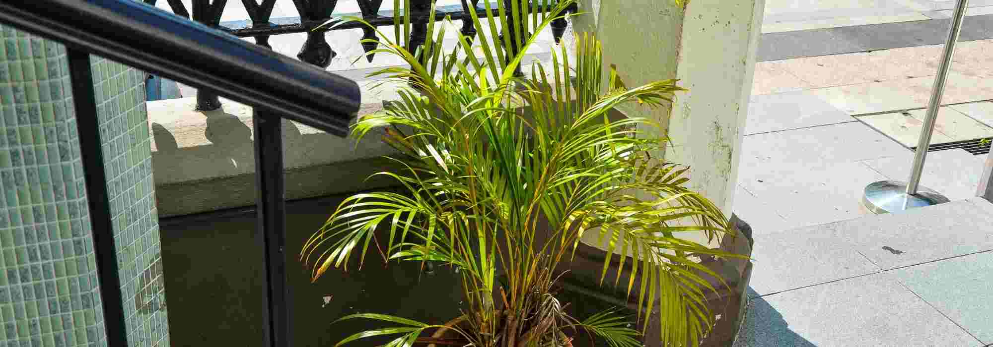 Dypsis, Areca palm: diseases and pests