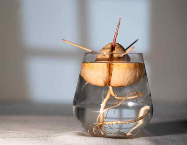 3 simple methods to germinate and grow an avocado from the stone
