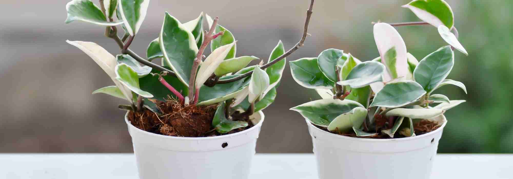 Hoya: what to do after purchasing it?