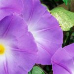 Invasive morning glory: how to control it?
