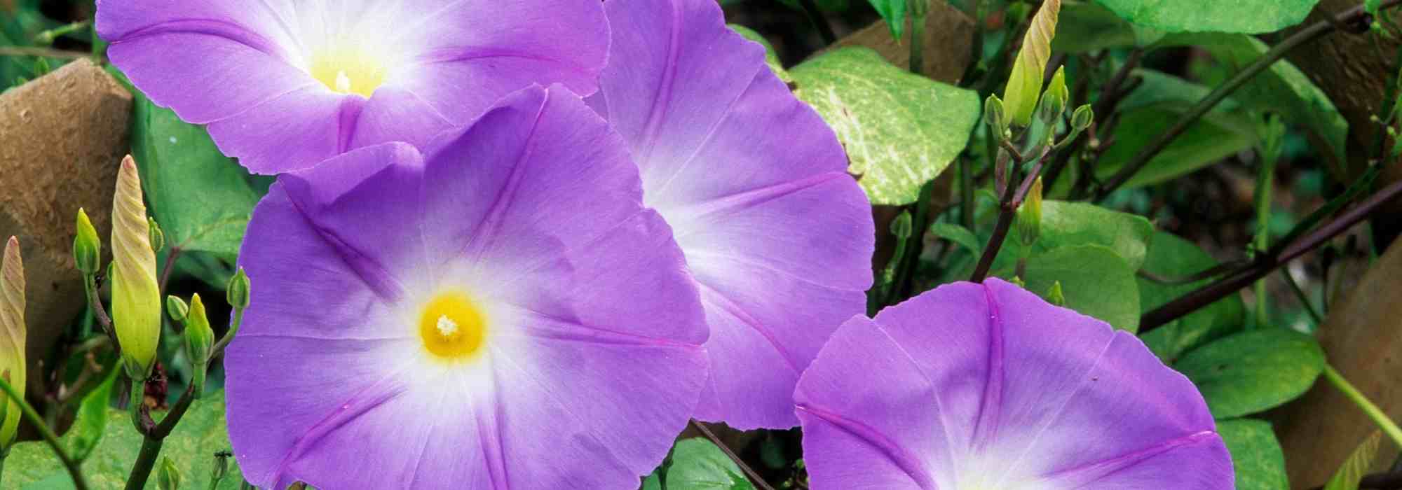 Invasive morning glory: how to control it?