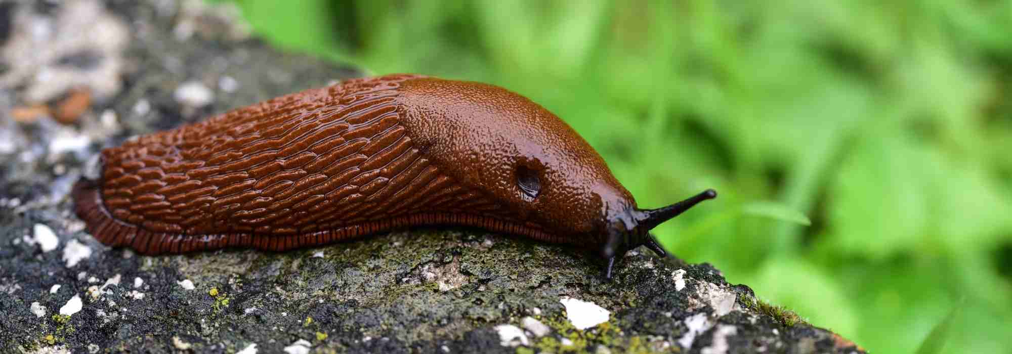 What really attracts slugs to your garden?