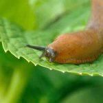 Where do slugs hide during the day? Their shelters finally revealed
