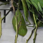 Mal secco des citrus trees : tout savoir sur cette maladie