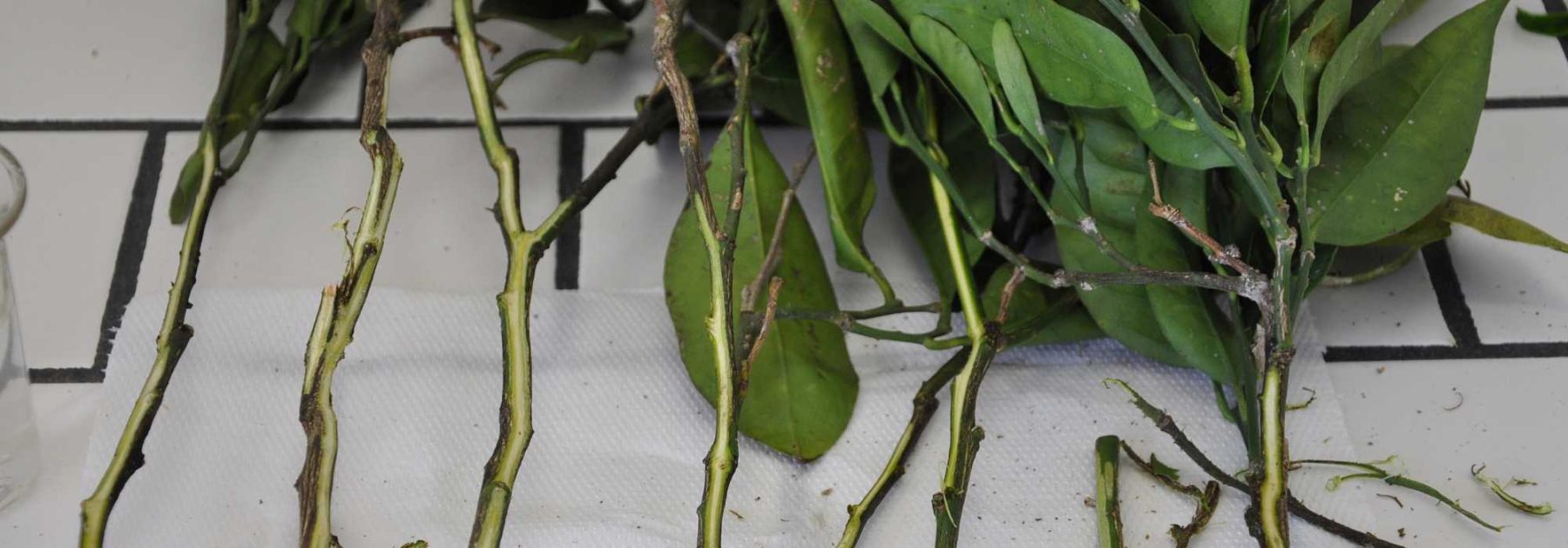 Mal secco des citrus trees : tout savoir sur cette maladie