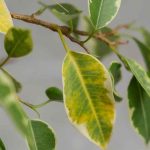 Diseases and parasitic pests of Ficus