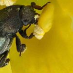 Rose pollen beetle: how to protect our roses from these pests?
