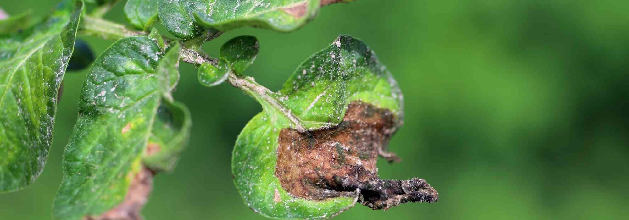 Downy mildew: identification, treatment, prevention