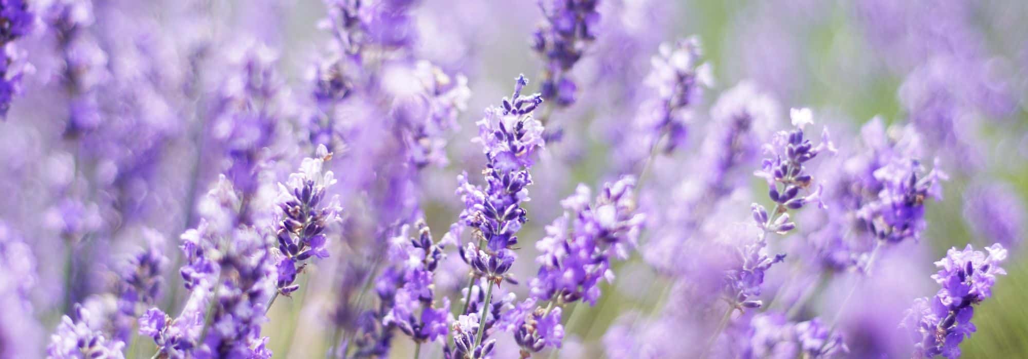 Planting lavender along borders to give structure to your beds