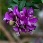 Growing Polygala in pots
