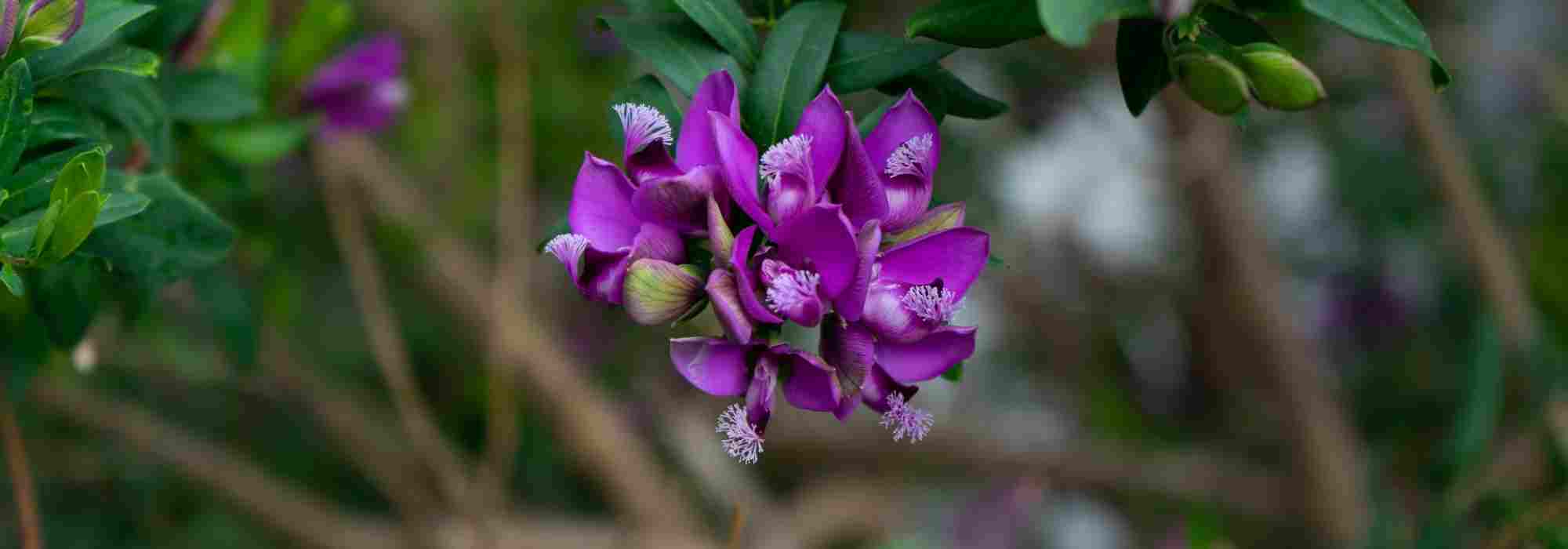 Growing Polygala in pots