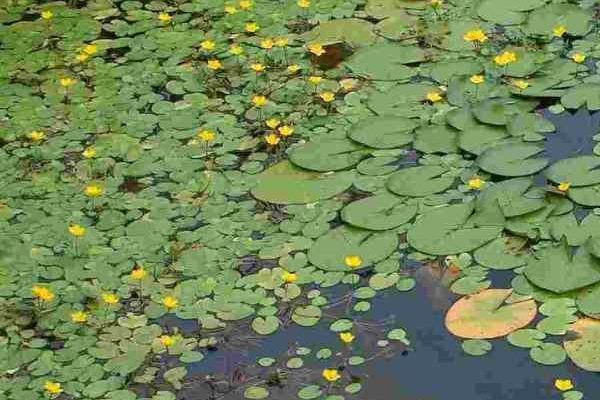 How to clean a pond overrun by water lilies?