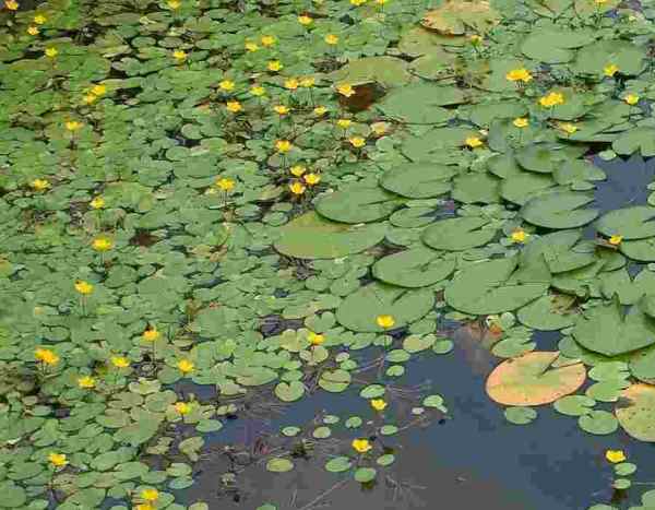 How to clean a pond overrun by water lilies?