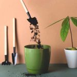 When and how to repot an avocado tree grown in a pot?