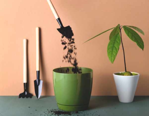 When and how to repot an avocado tree grown in a pot?