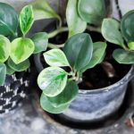How to repot a Peperomia?