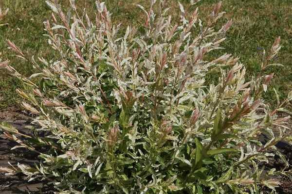 Shrimp tree: how to prevent drying out of its leaves in summer?