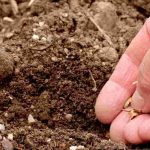 Sowing in rows or broadcasting: what is the difference?