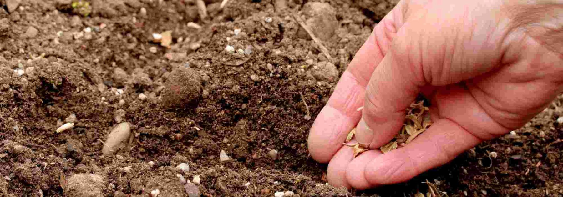 Sowing in rows or broadcasting: what is the difference?