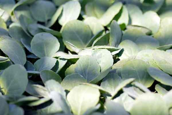 How to sow broccoli, a nutrient-rich vegetable