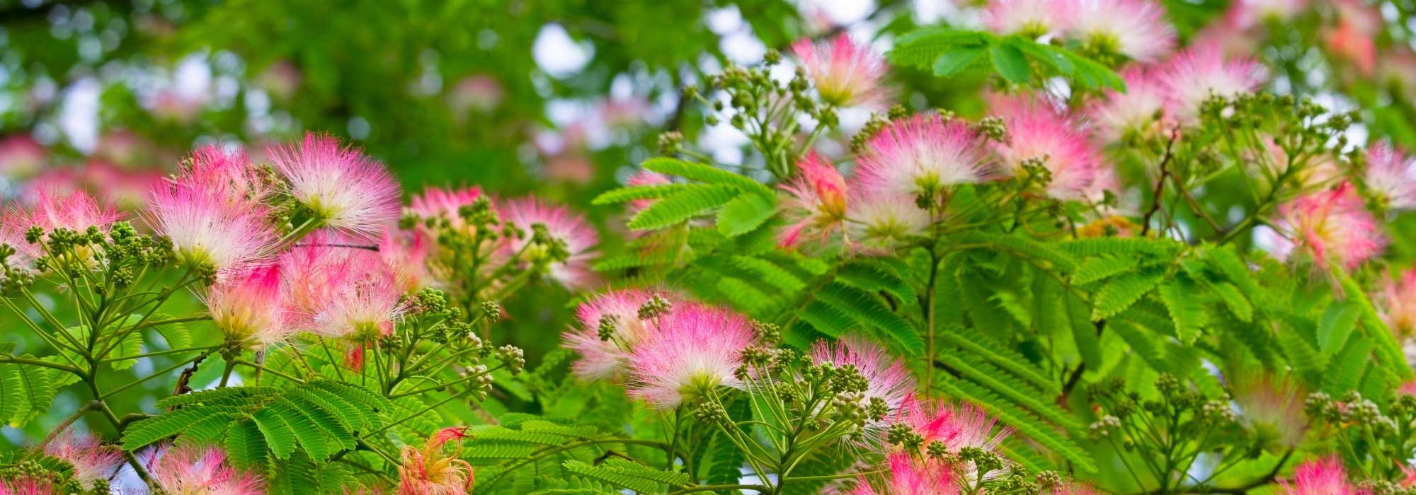 Albizia and dry soils: an ornamental tree adapted to climate change