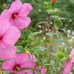 Companion plants for common Rose mallow: 5 ideas for a lush border