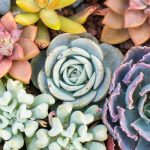 How to water succulents properly?