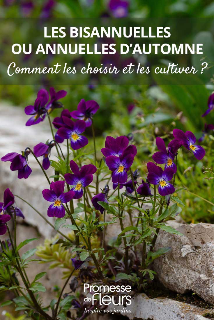 Tips for choosing and growing biennials