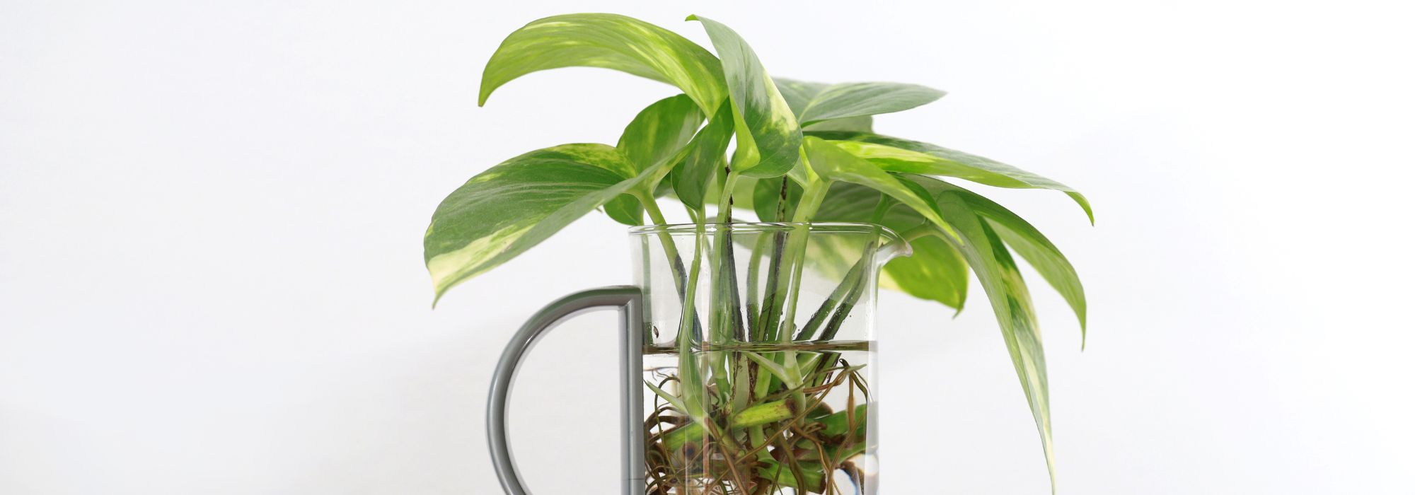 Which plants can be propagated in water?