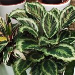 How to repot a Calathea without stress?