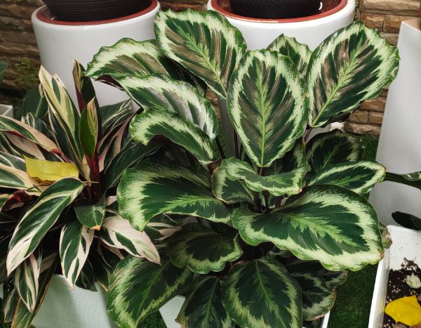 How to repot a Calathea without stress?