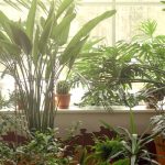 Tips to propagate your indoor plants easily!