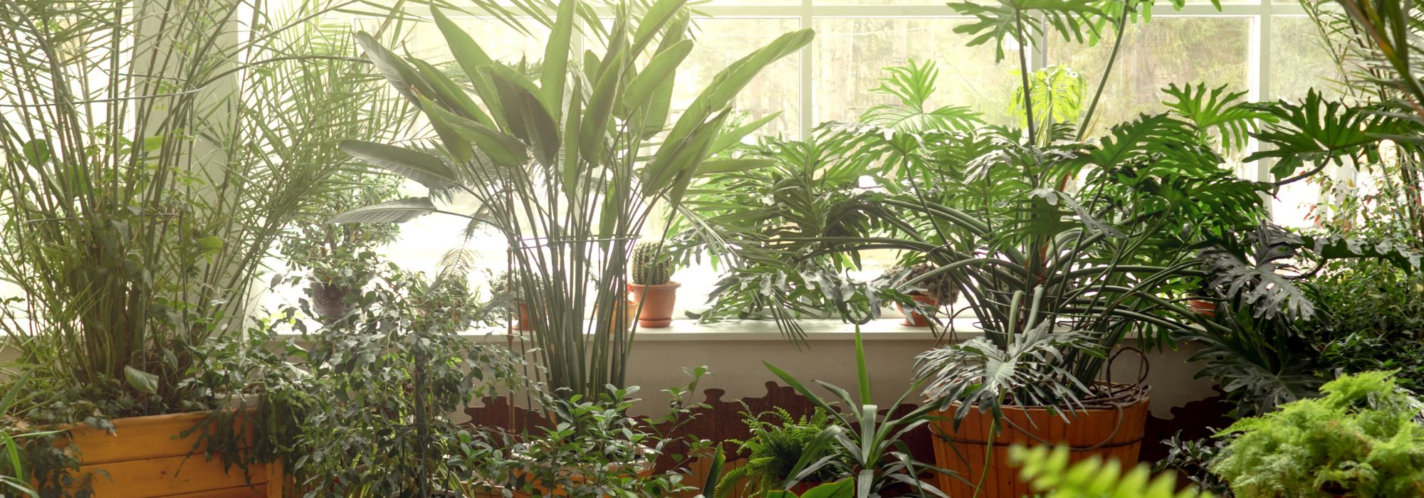 Tips to propagate your indoor plants easily!