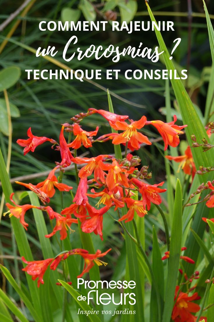 Crocosmia flowers