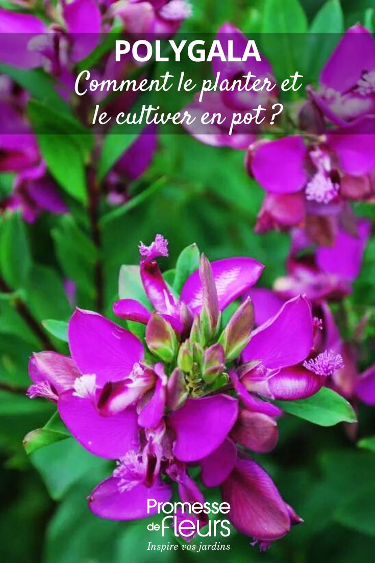 How to plant and grow a <em>Polygala</em> in a pot? Polygala
