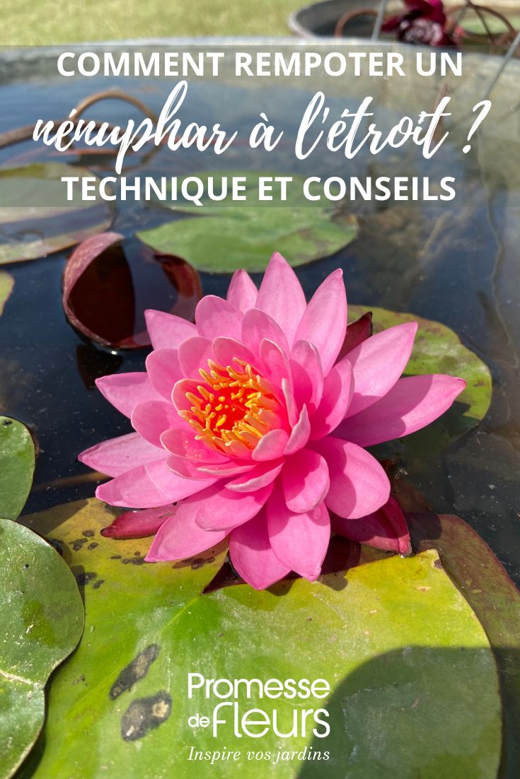 Repot water lily