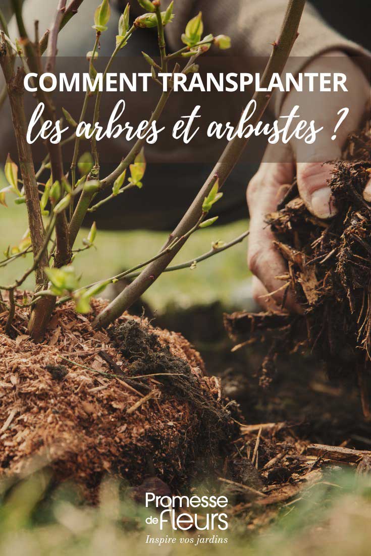 How to successfully transplant trees and bushes
