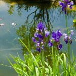 Creating a natural pond without a pump or filter: is it possible?