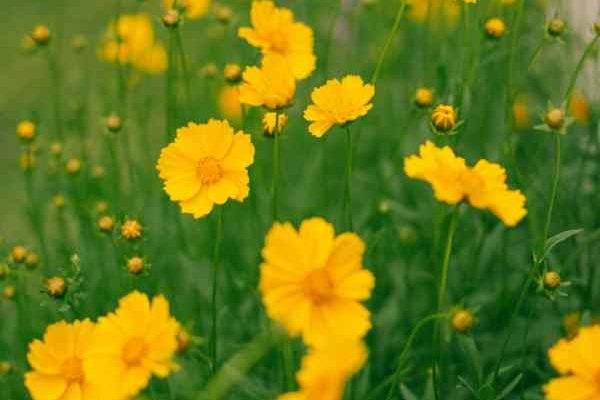 How to divide Coreopsis to rejuvenate and propagate them?