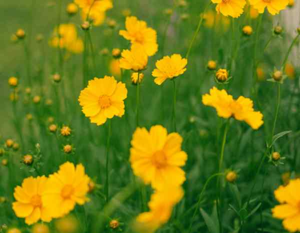 How to divide Coreopsis to rejuvenate and propagate them?