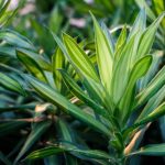 How to propagate Dracaena easily?