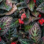 Episcia: care, indoor cultivation, cutting