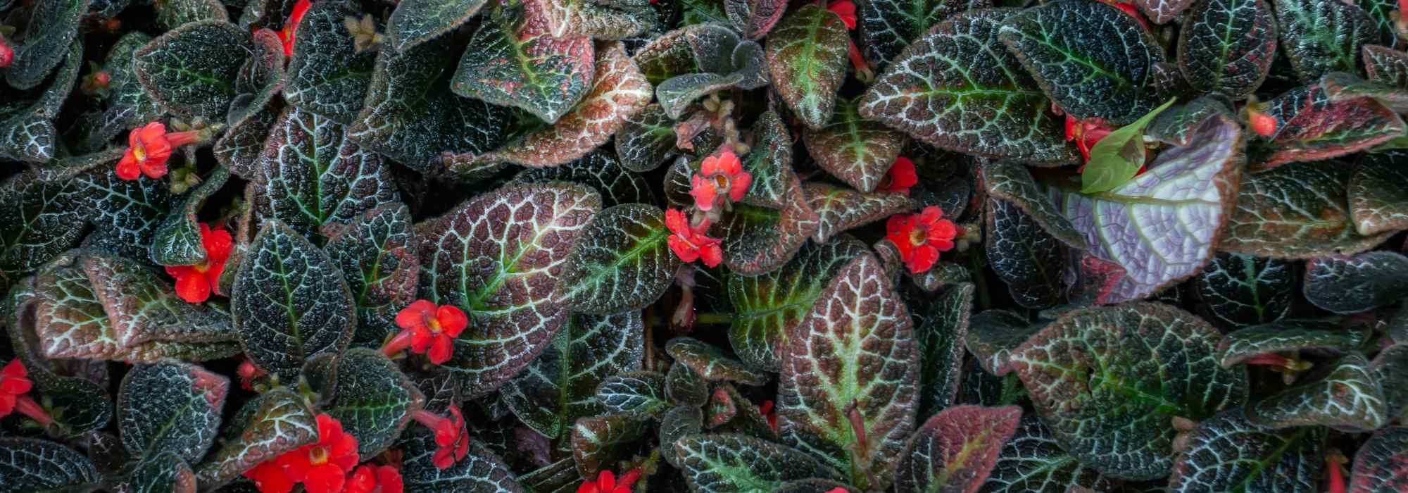 Episcia: care, indoor cultivation, cutting