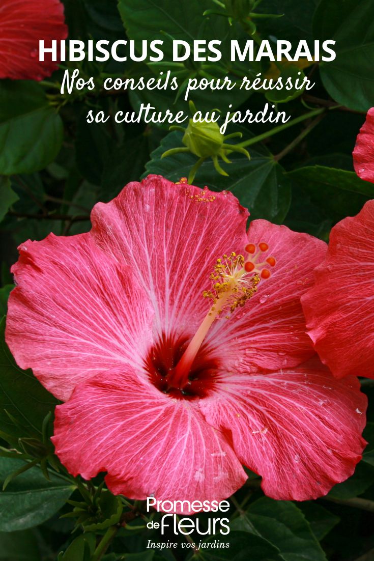 Hibiscus moscheutos flower