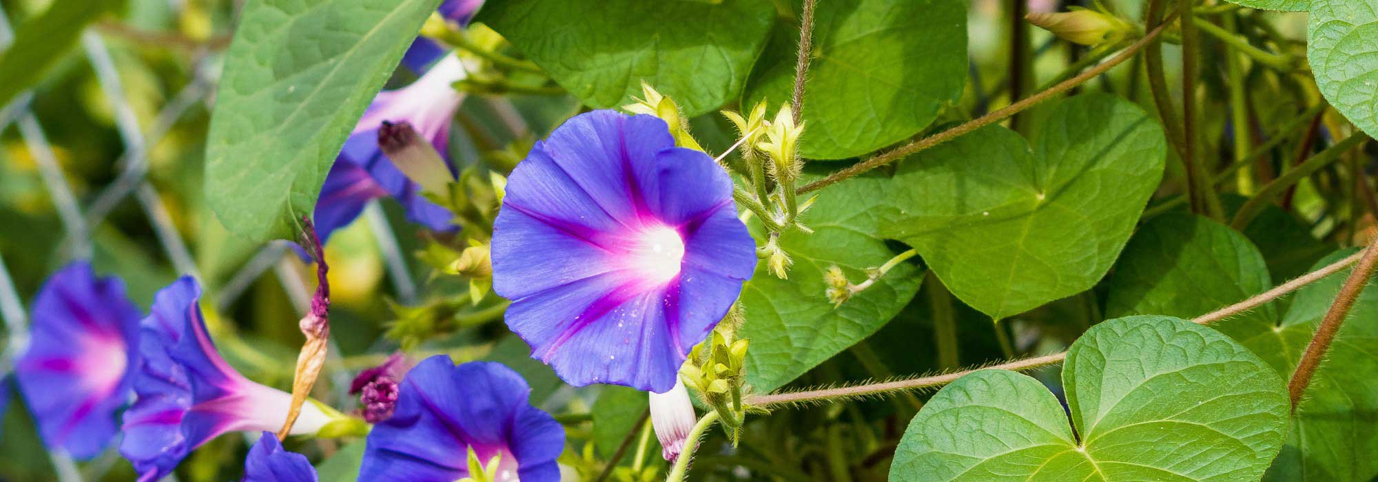 Ipomoea: How to grow successfully in open ground or in pots?